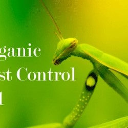 Pest Control Yard Mcallen state'txt