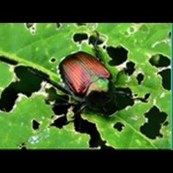 Natural Pest Control Denison state'txt