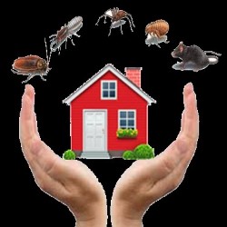 Pest Control Fleas Marble Falls state'txt