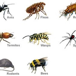 Pest Control For Ants Weatherford state'txt