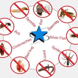 Pest Control Quarterly Prices Plano state'txt
