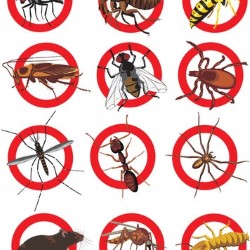 Pest Control Rats Anna state'txt